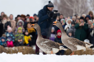 Минкульт запретил гусиные бои в Суздале