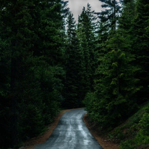 Владимирцев позвали на срочные поиски заблудившегося в лесу 81-летнего пенсионера 