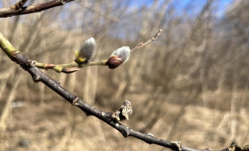 Прогноз погоды во Владимирской области на 8 марта 2026 года