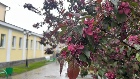 В центре Владимира зацвели красные яблони