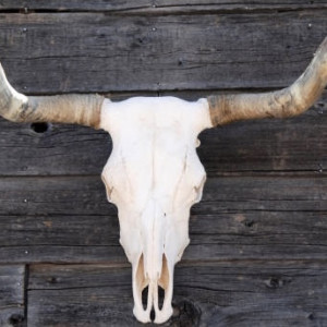 В Муроме на земле сельхозпредприятия нашли останки коров