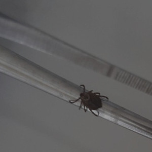 С жителей Владимирской области сняли 10 зараженных вирусами клещей