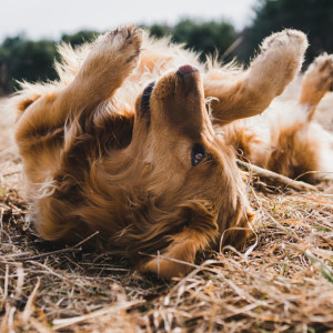 Губернатор Владимирской области вмешался в историю с выселением приюта «Валента»