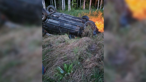 Очевидцы: под Владимиром легковушка сбила лося и вылетела в кювет