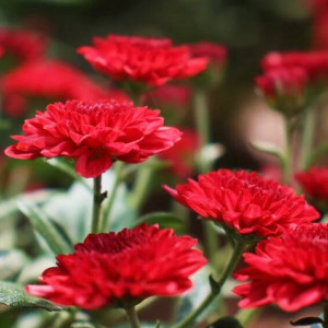 Во Владимирской области появится часовня в память о погибших при спецоперации на Украине