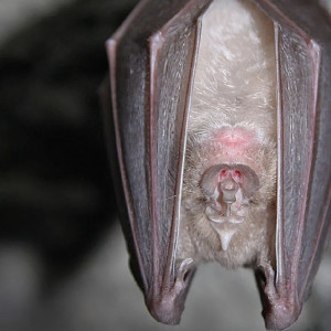 Во Владимирской области заметили редкую летучую мышь