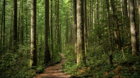 Во Владимирской области волонтеры прекратили поиски 70-летней бабушки в голубых тапках