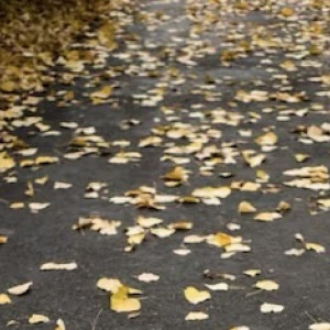 Чиновника из Коврова наказали за грязь на улицах