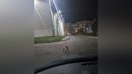 Жители рассказали о нашествии лис во Владимирской области