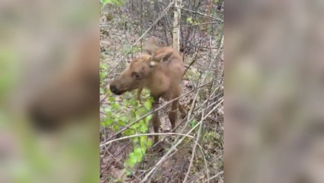 Жителей Владимирской области предупредили о появлении лосят в лесах