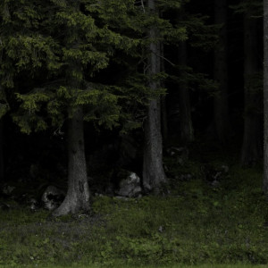 В Ковровском районе мужчина сломал ногу в лесу