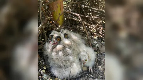 В Ковровском районе сняли птенцов ушастой совы