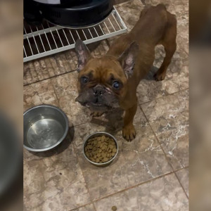 Волонтеры из Владимира спасли французских бульдогов из «домашнего концлагеря»