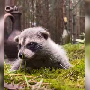 Под Киржачом на домашней ферме родился енот