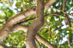 Во Владимире на 9 часов перекроют дорогу из-за опиливания сухих деревьев