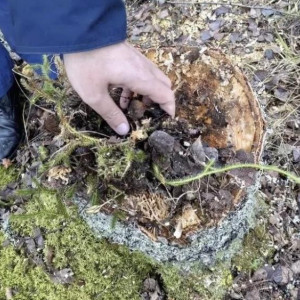 В Судогде «черного» лесоруба оштрафовали на 250 тыс. рублей