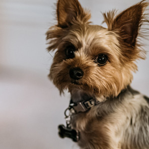 Жительница Владимирской области смогла избежать штрафа за посещение магазина с собакой