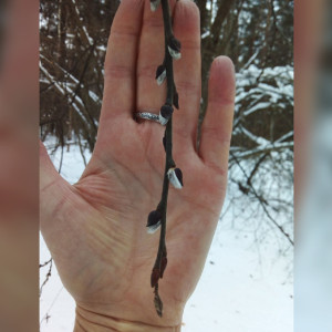 На старый Новый год во Владимире зацвела верба