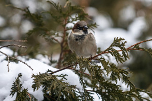 Во Владимирскую область на неделе вернется похолодание до -12