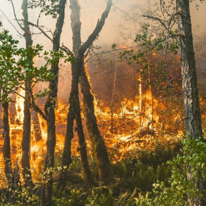 Во Владимирской области за сутки произошли 5 лесных пожаров на площади в 8,8 га