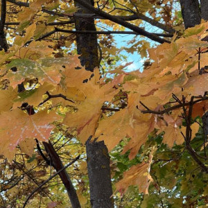 Прогноз погоды во Владимирской области на 24 сентября 2025 года