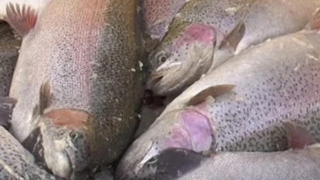 Во Владимирской области появилась ферма по выращиванию форели и вьюна