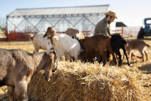 Во Владимирской области оформляют документы для открытия аграрного университета