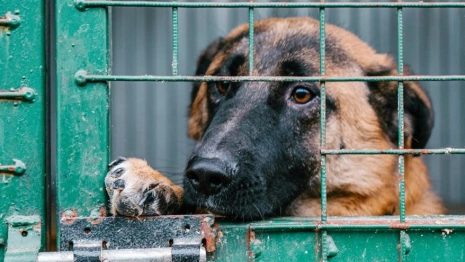 Во Владимире проектирование приюта для животных оценили в 2,4 млн 