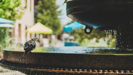 Первая волна жары накрыла Владимирскую область