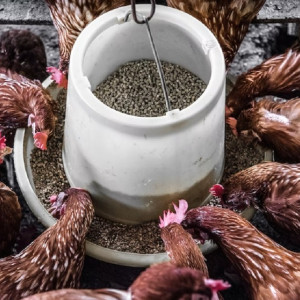 Житель Владимира похитил с фермы по выращиванию несушек 12 тонн комбикорма