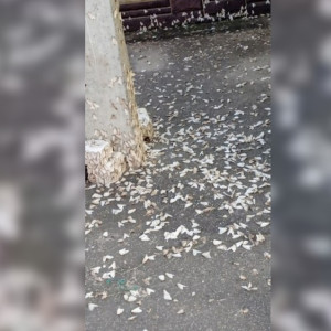 Бабочки непарного шелкопряда добрались до Меленковского района