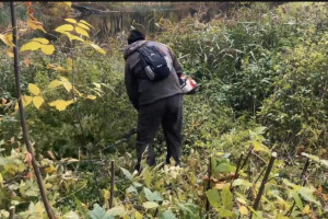 Для вырубки деревьев во Владимире создали бригаду специалистов