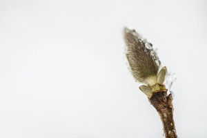 Во Владимирской области конец марта будет теплее нормы 
