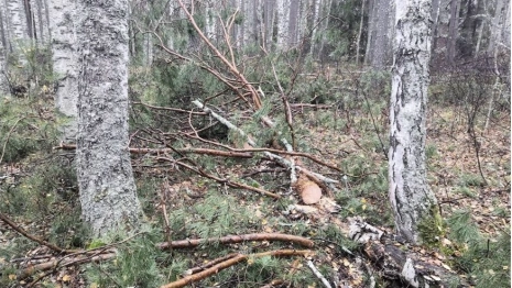 Троих жителей Владимирской области будут судить за рубку леса на 280 тыс. рублей