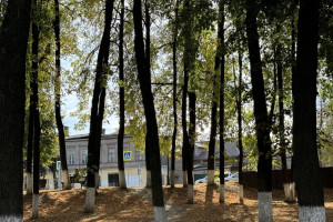 Во Владимире парк и бульвар обработают от клещей