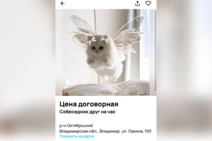 Во Владимире начали предлагать услуги собеседника на час