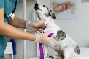 Во Владимирской области при колледжах появятся мини-гостиница и ветклиника