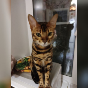 Во Владимире пропал бенгальский кот по кличке Барни