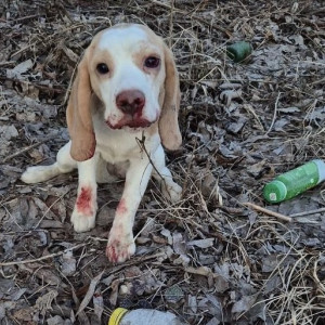 Во Владимире щенка с пробитой головой выбросили на улицу