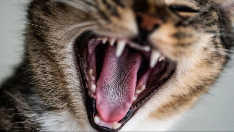 В Ковровском районе обнаружили еще один очаг бешенства