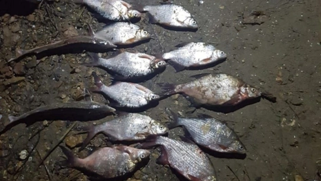 Владимирский браконьер попал под второе уголовное дело за ловлю краснокнижных рыб