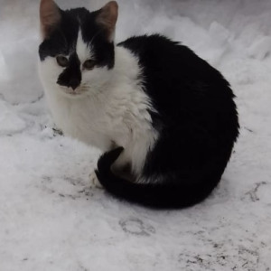 Во Владимирской области семерых котят бросили на морозе