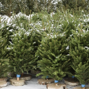 Во Владимире заработали 2 елочных базара