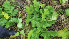 Во Владимирской области хищение денег при борьбе с борщевиком привело к уголовному делу