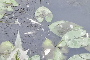 В реке Пекша во Владимирской области массово погибла рыба