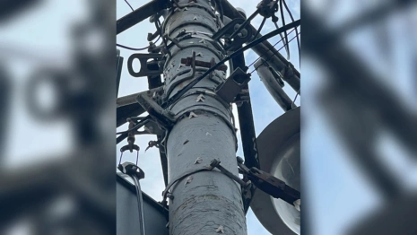 Во Владимирской области начали обрабатывать леса от кладок непарного шелкопряда