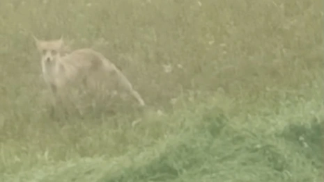 В полях Юрьев-Польского района заметили лису