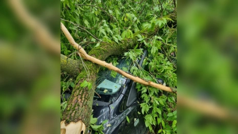 Во Владимире из-за ливня дерево рухнуло на машину