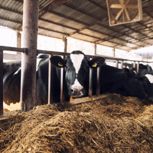 Во Владимирской области планируют увеличить производство молока в 1,5 раза