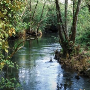 Во Владимире с 15 января приступят к благоустройству парка у ДТЮ